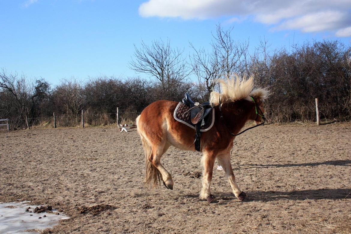 Haflinger Aicha (Ulstrup efterskole) - Energi i longen.  billede 15