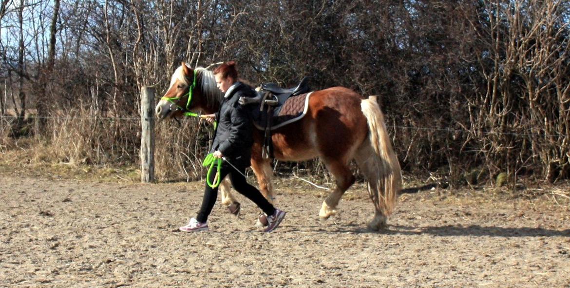 Haflinger Aicha (Ulstrup efterskole) billede 8