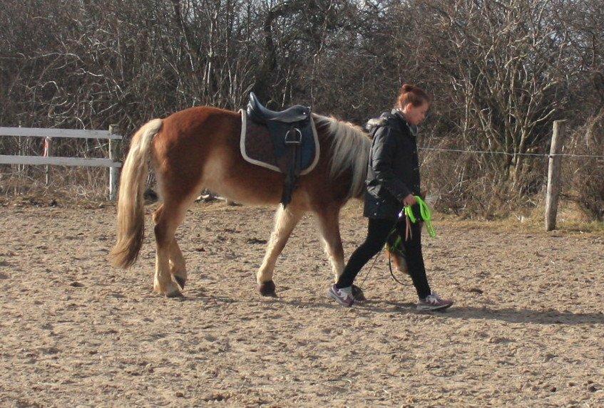 Haflinger Aicha (Ulstrup efterskole) billede 17