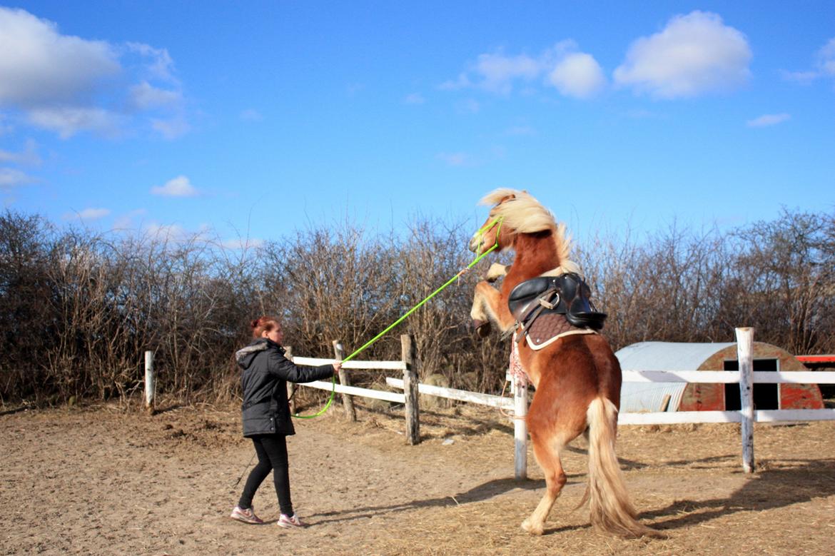 Haflinger Aicha (Ulstrup efterskole) - Vildhesten går i luften.. Sød og rar da ;) billede 1