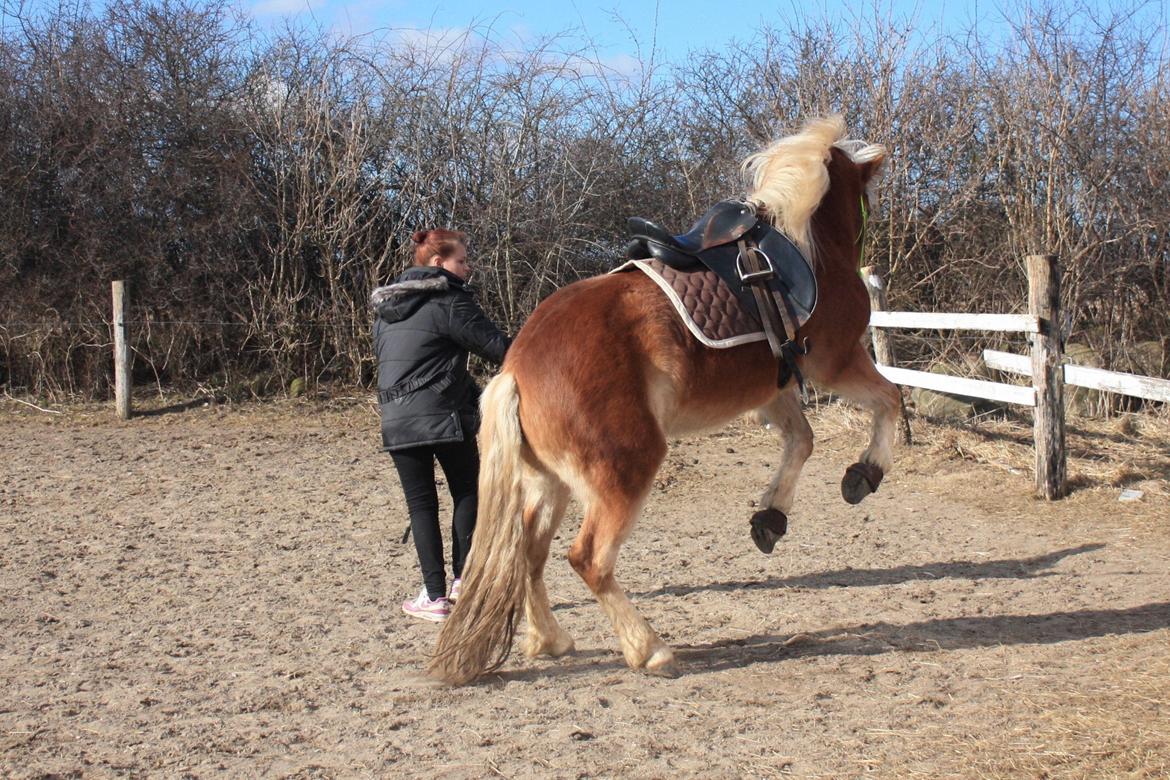 Haflinger Aicha (Ulstrup efterskole) - Vildhest ;) billede 18