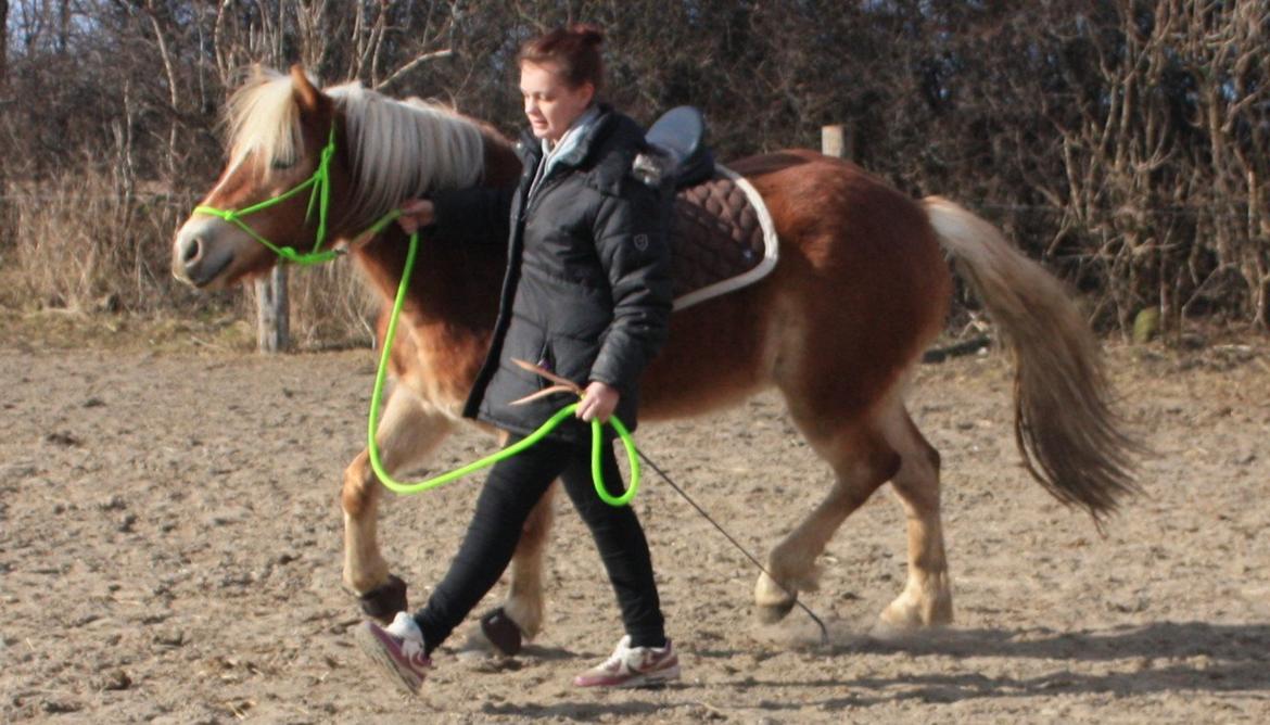 Haflinger Aicha (Ulstrup efterskole) billede 6
