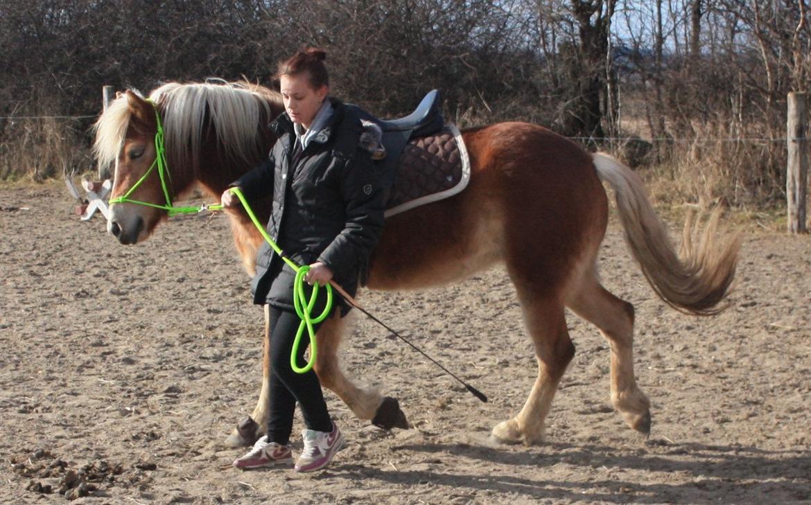 Haflinger Aicha (Ulstrup efterskole) billede 19