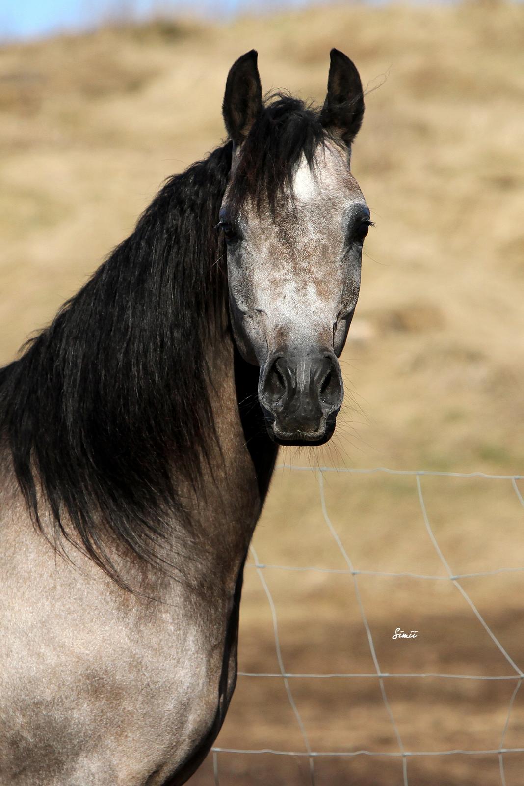 Arabisk fuldblod (OX) Estampa billede 1