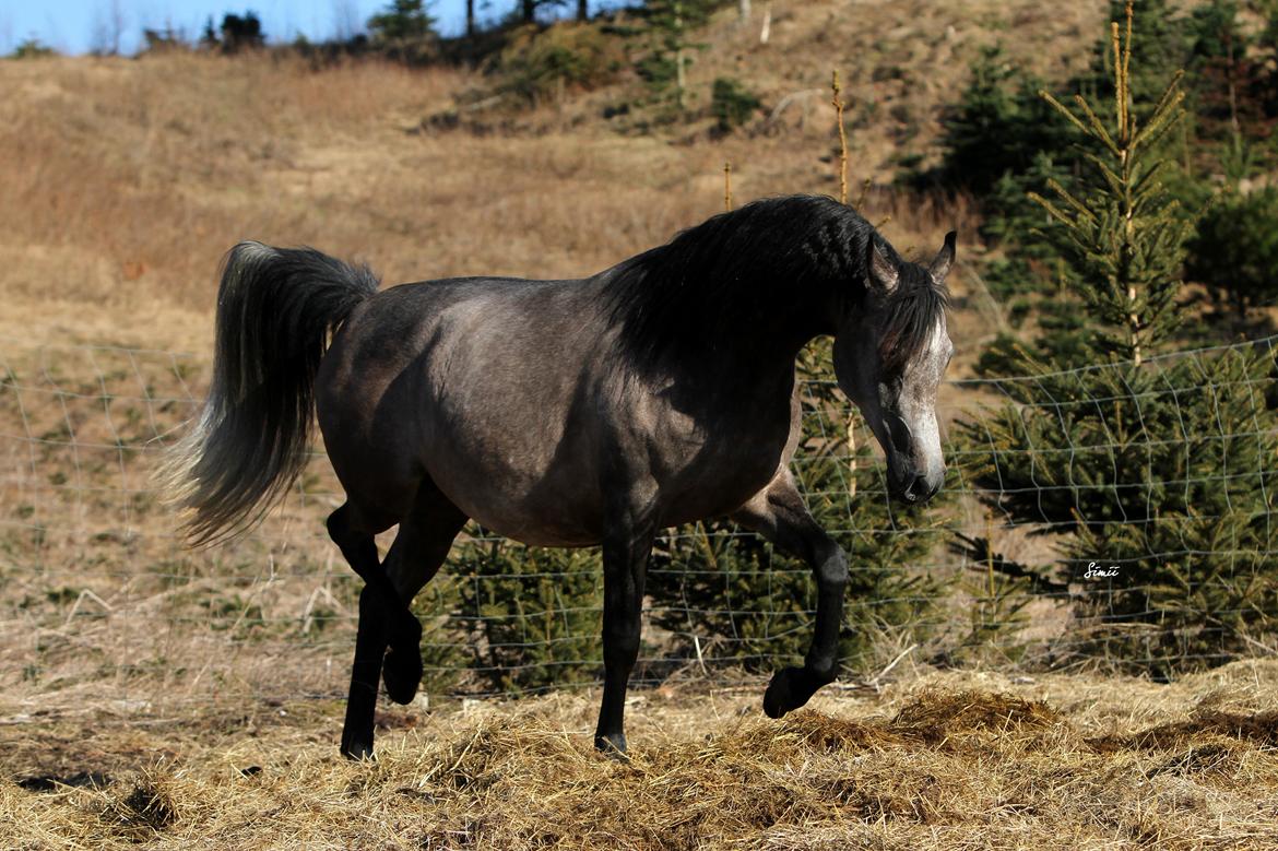 Arabisk fuldblod (OX) Estampa billede 2