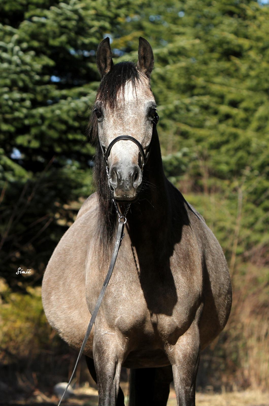 Arabisk fuldblod (OX) Estampa billede 3