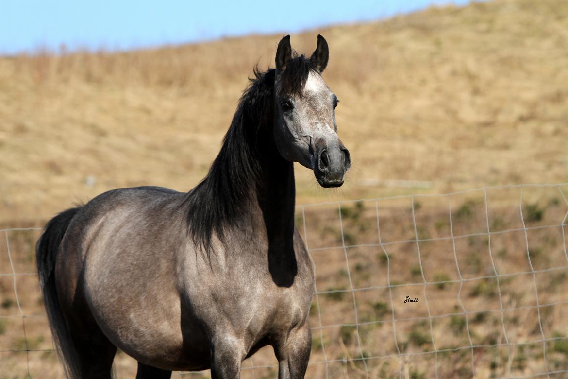 Arabisk fuldblod (OX) Estampa billede 4