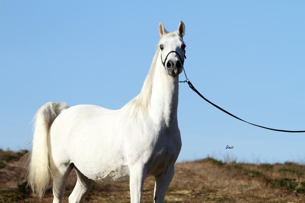 Arabisk fuldblod (OX) Estacia billede 1