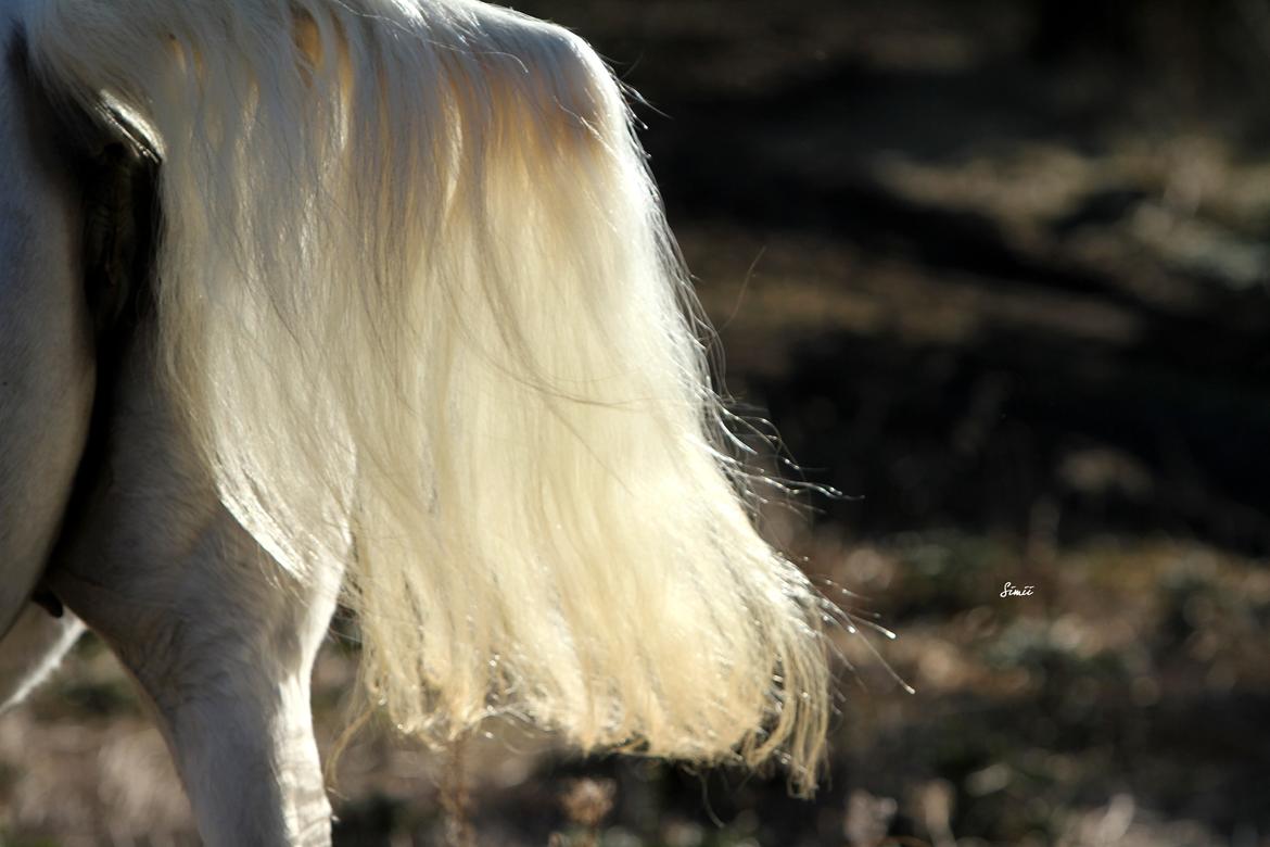 Arabisk fuldblod (OX) Estacia billede 3