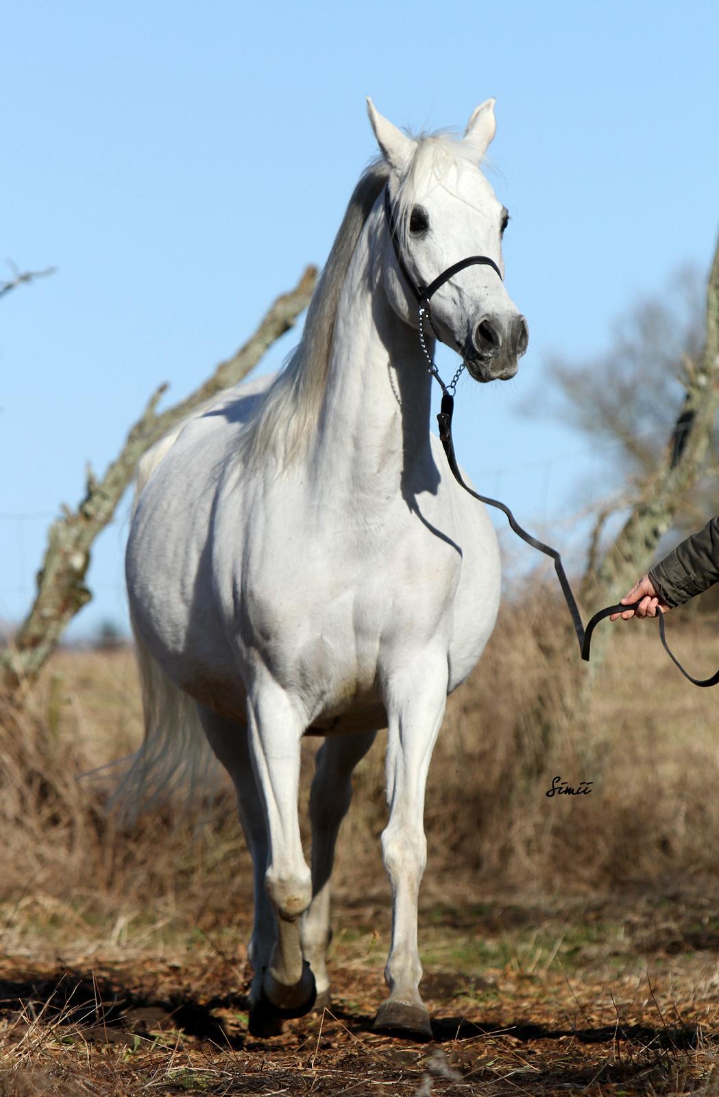 Arabisk fuldblod (OX) Estacia billede 2