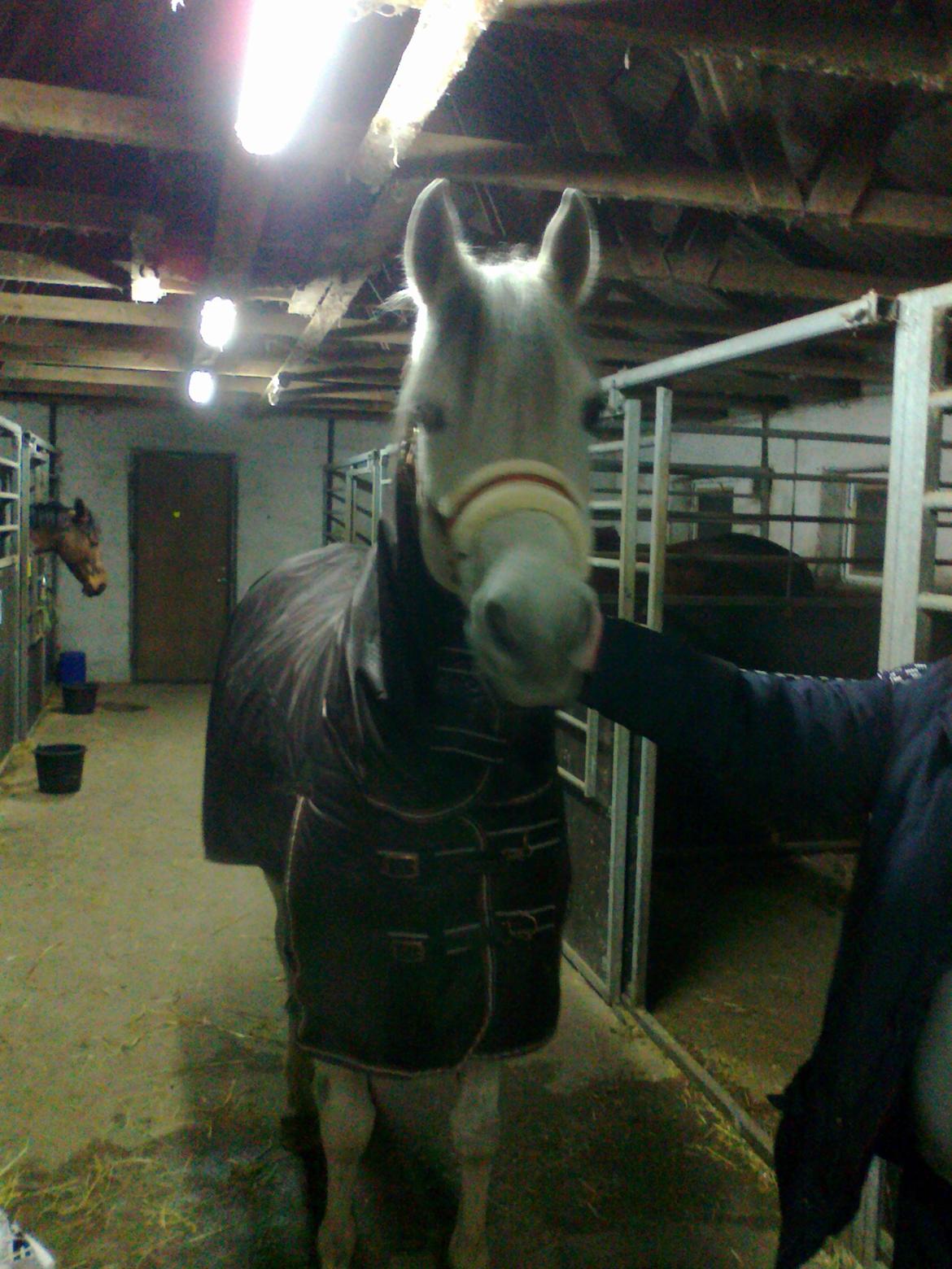 Arabisk fuldblod (OX) carisma bint psaida(låne hest) - calle med sit nye vinter dækken 2013 billede 13
