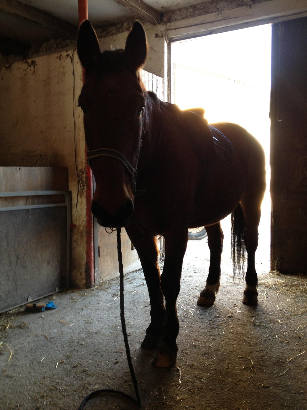 Oldenborg Cindy af østerholm billede 1