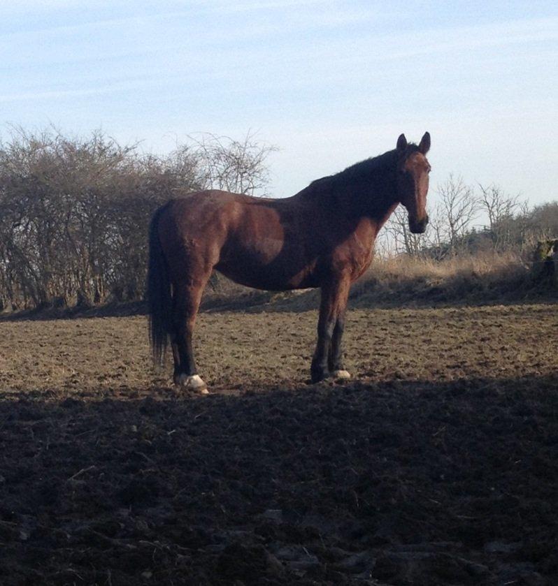Oldenborg Cindy af østerholm billede 4