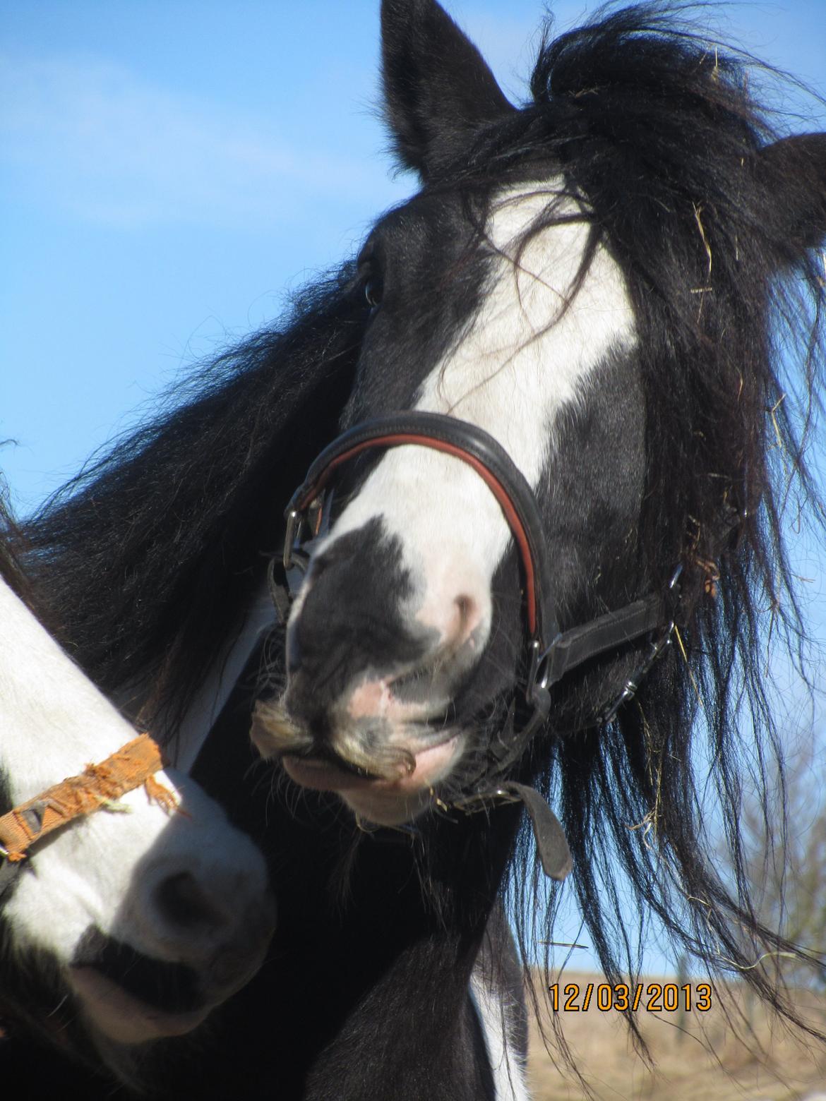 Irish Cob <3 Kaipo <3  - # 13. Kaipo prøver lige at sætte Sielon på plads.. 12 marts 2013 billede 12