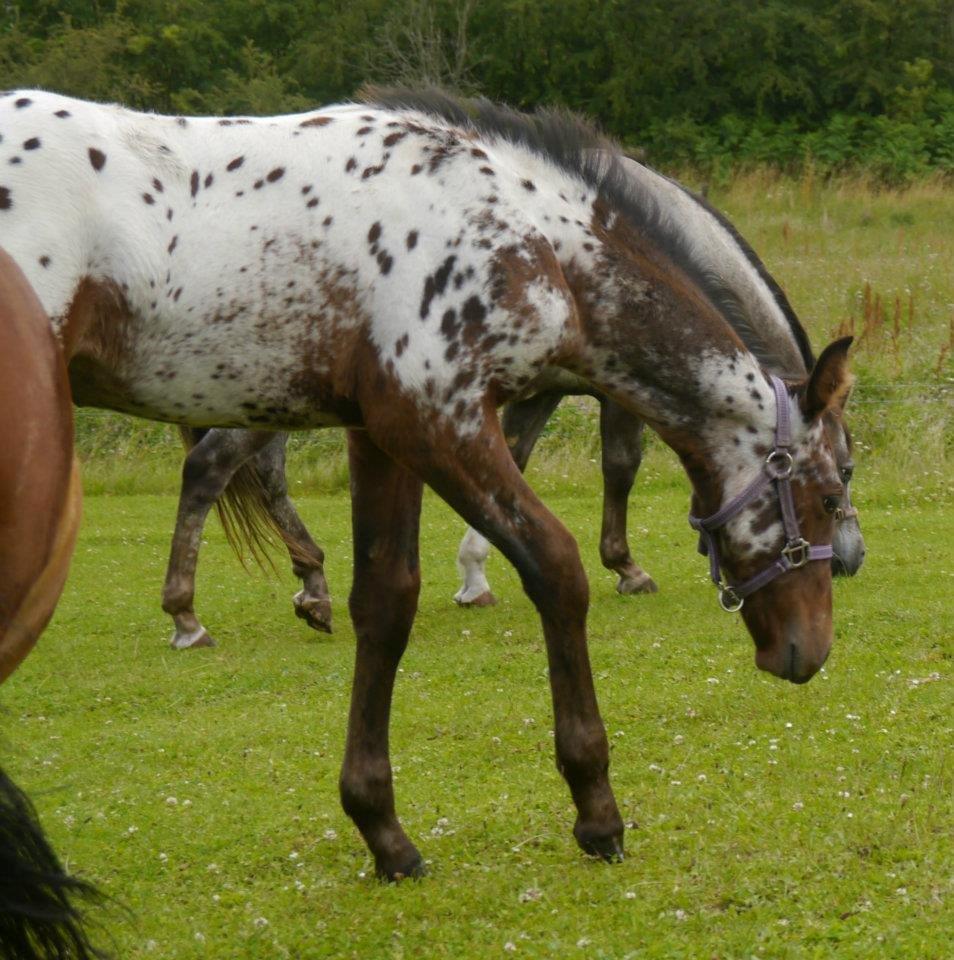 Appaloosa Thunder Raincloud - 2 months billede 4