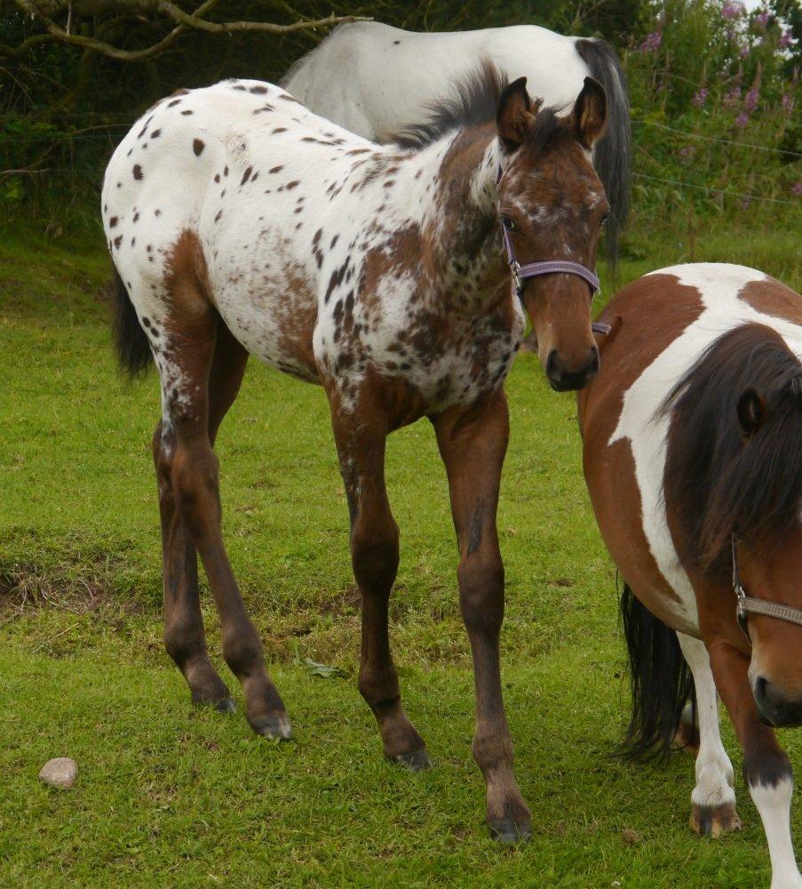 Appaloosa Thunder Raincloud - 2 months billede 5