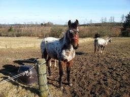 Appaloosa Thunder Raincloud billede 7