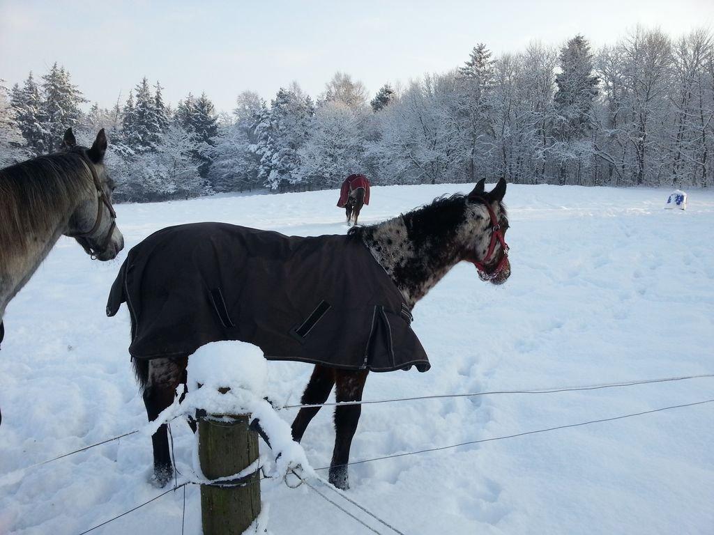 Appaloosa Thunder Raincloud billede 8