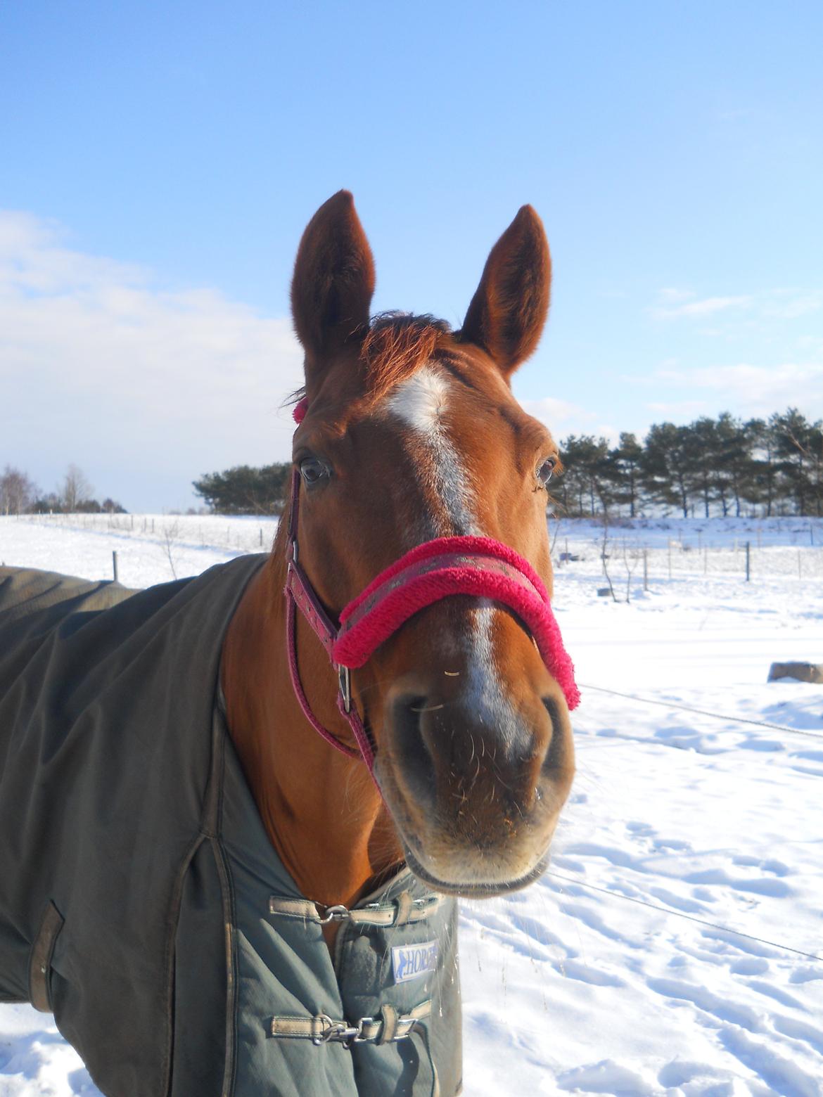 Dansk Varmblod Askemosens Marsia - 9. basseeeeee billede 9