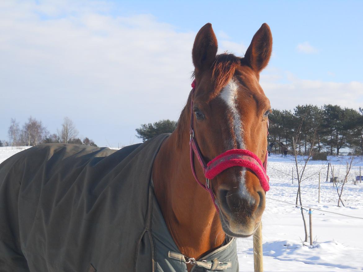 Dansk Varmblod Askemosens Marsia - 12. billede 12