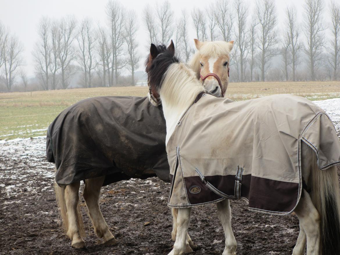 Anden særlig race Strit <3 billede 6