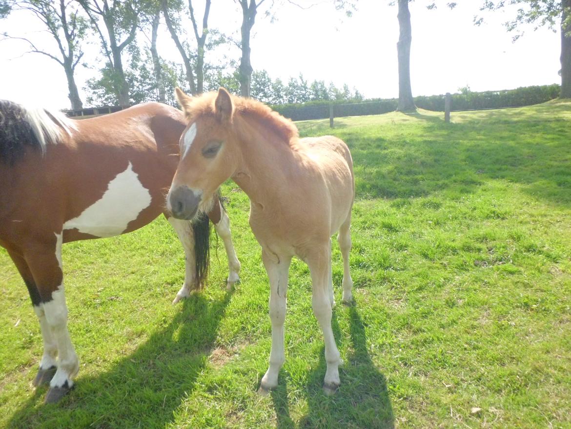 Anden særlig race Findus ( Lille Finn ) billede 16