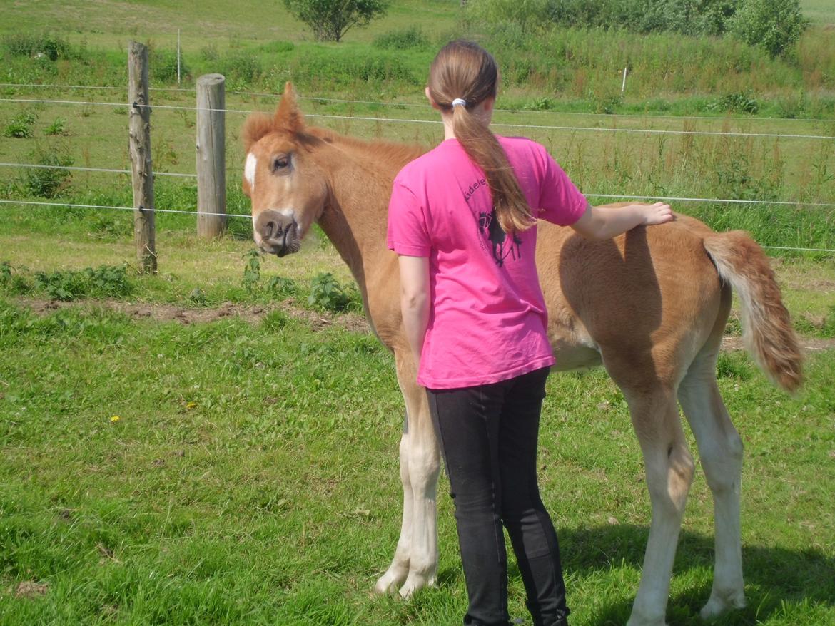 Anden særlig race Findus ( Lille Finn ) billede 17