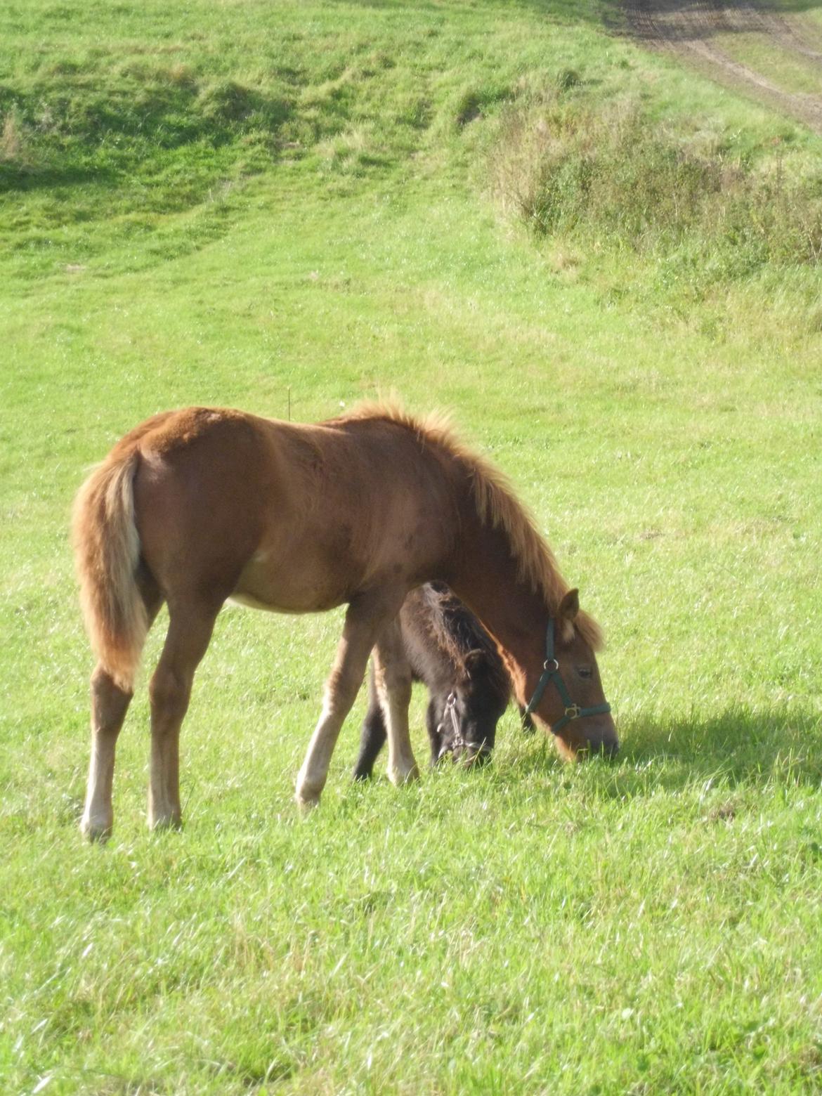 Anden særlig race Findus ( Lille Finn ) billede 18