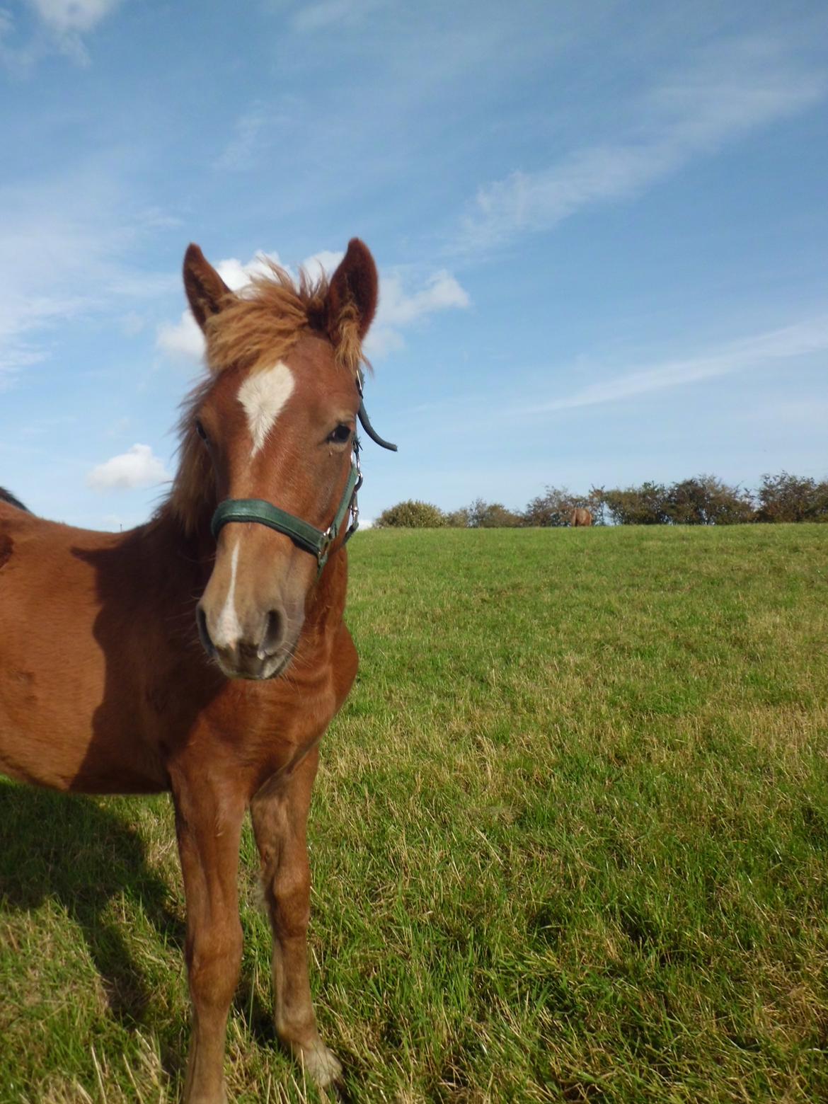 Anden særlig race Findus ( Lille Finn ) billede 1