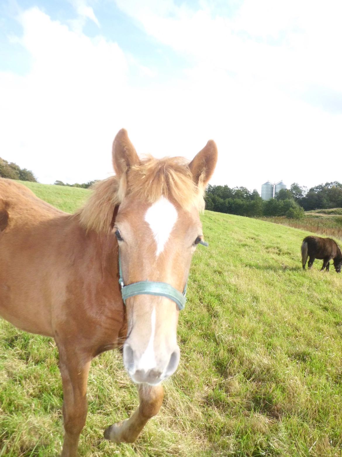 Anden særlig race Findus ( Lille Finn ) billede 19