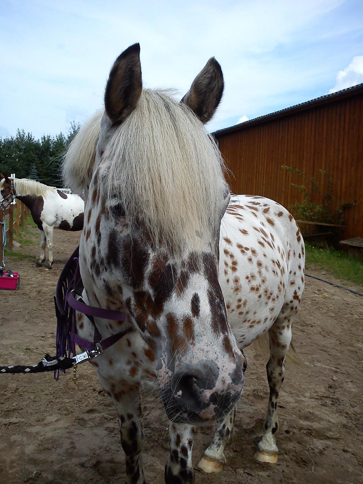 Appaloosa Collin-N - Dejlige Collin en sommer dag :) billede 3