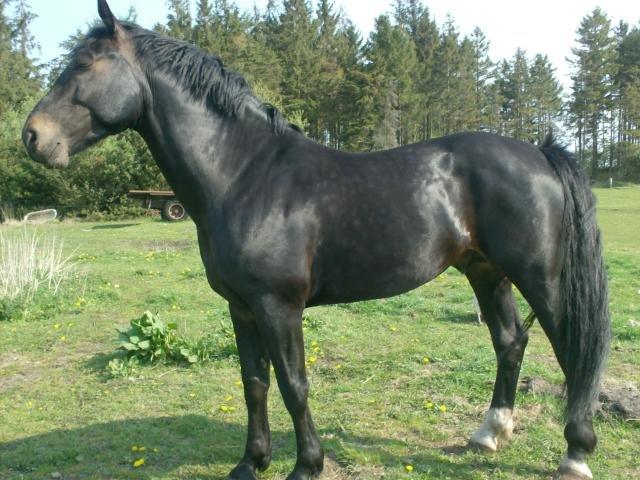 Oldenborg Cæsar Af Rævbjerggaard billede 7