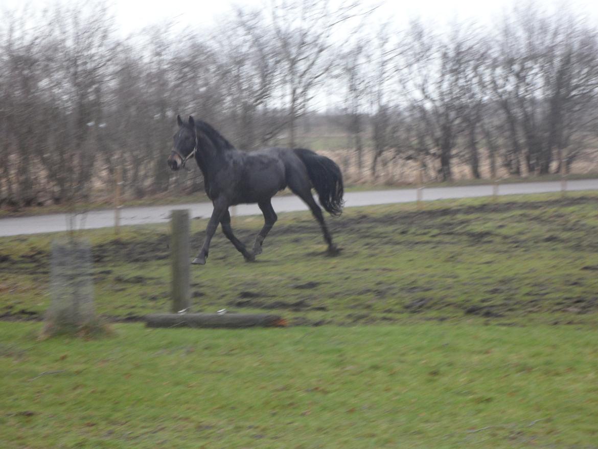 Oldenborg Cæsar Af Rævbjerggaard billede 11