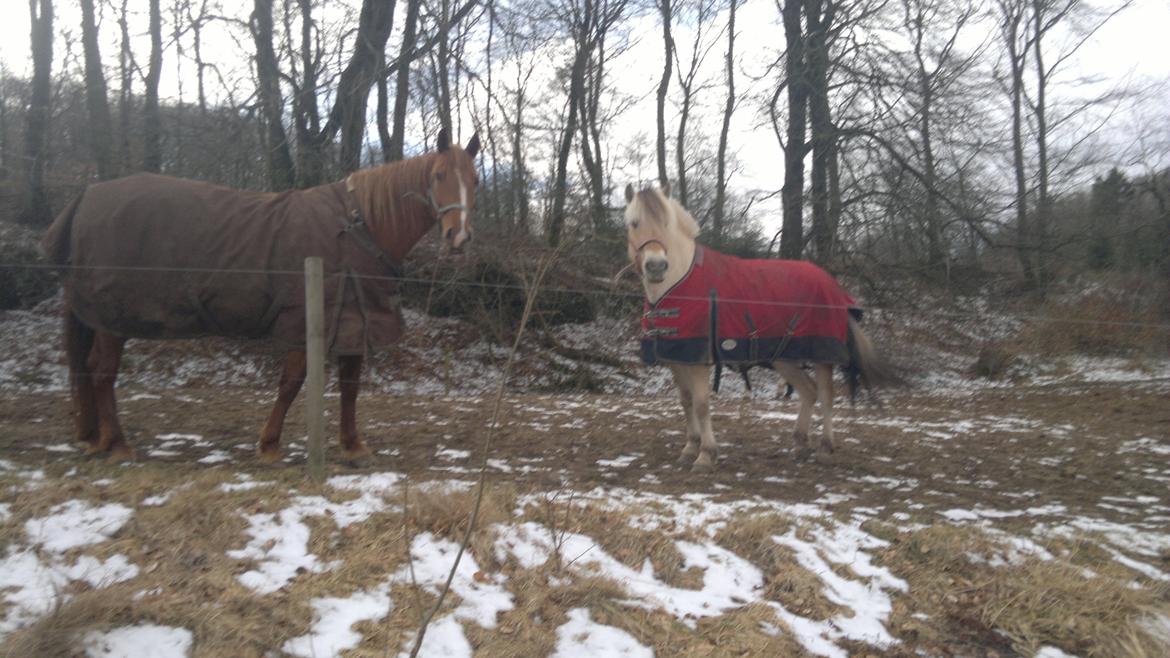 Fjordhest Perle Fjordvang - Perle med min tidl. hest Frederikke. billede 9
