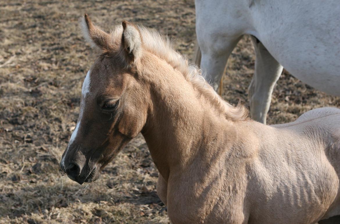 DSP Lykkebo Darleen billede 6