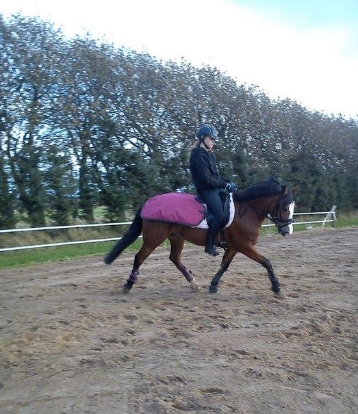 New Forest Sille billede 8