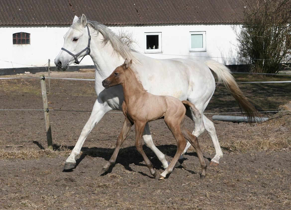 DSP Lykkebo Darleen billede 7