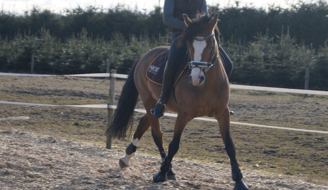 New Forest Sille - Versade. billede 1