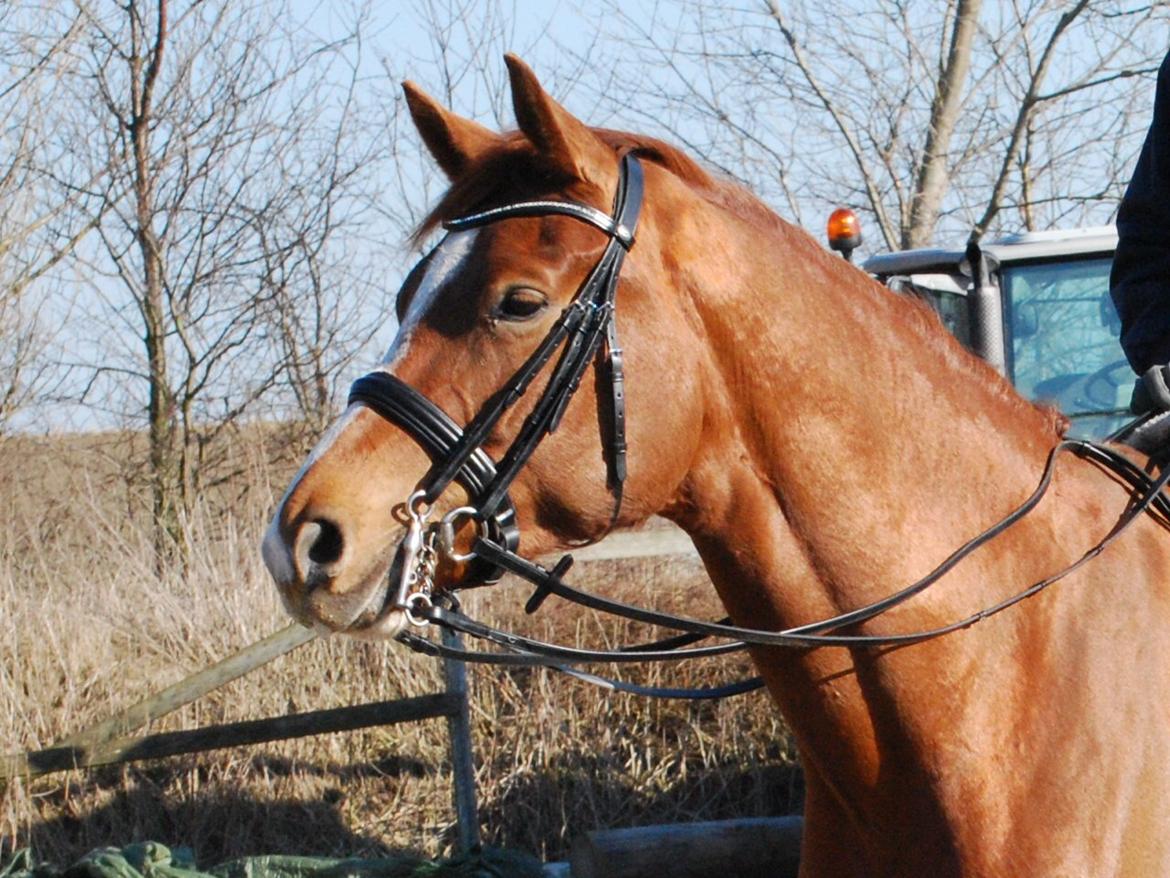 Dansk Varmblod Windy - Windy med Kandar :) Fik lov at låne den af min søster, så hun kunne få prøvet at skridte med den :) billede 20