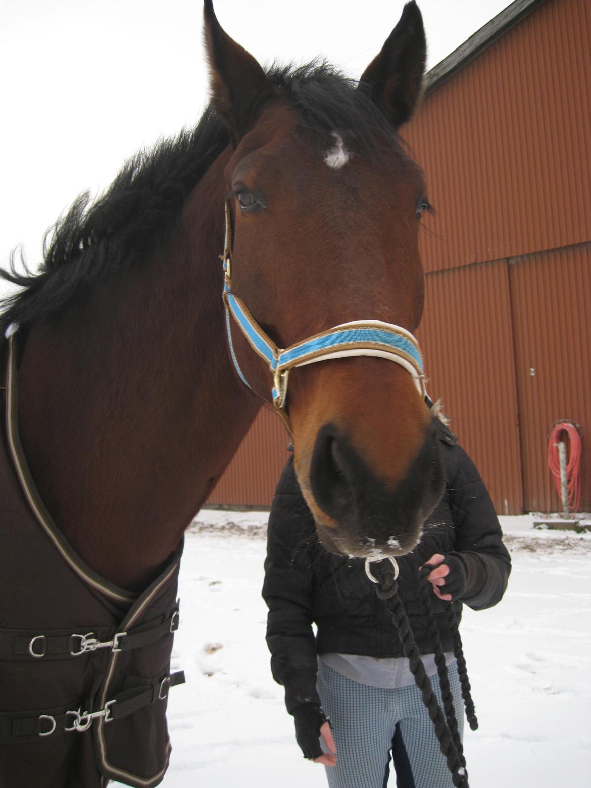 Oldenborg Elvis - Her er Elvis ude i den kolde sne billede 3