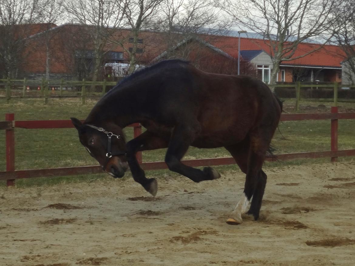 Oldenborg Brusgårds Maricca - Mar 2013 billede 10