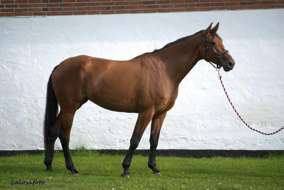 Dansk Varmblod Boliva billede 12