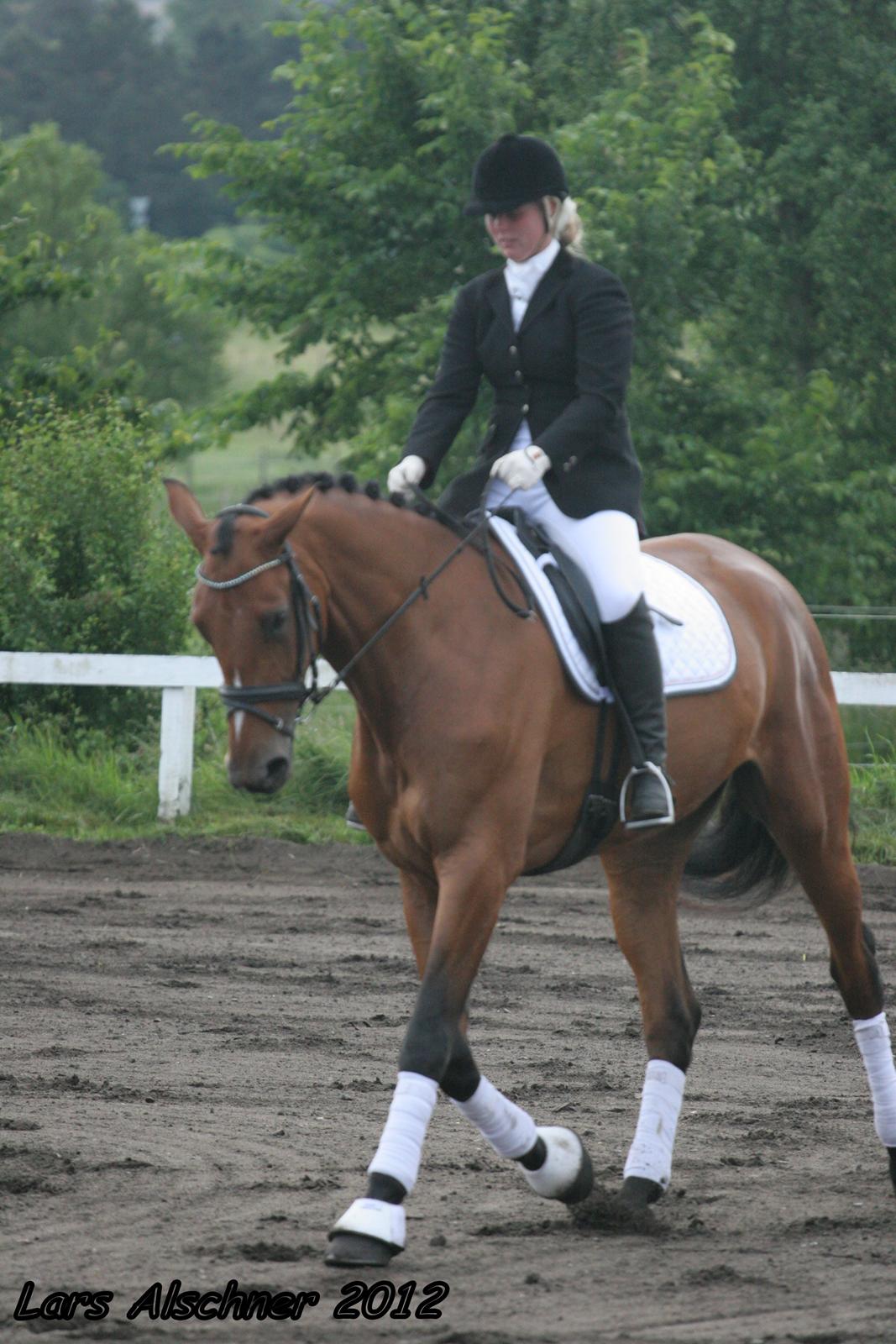 Dansk Varmblod Boliva billede 15