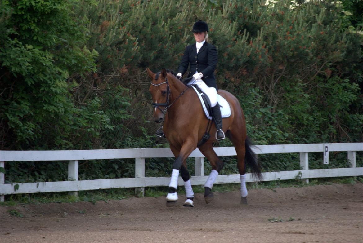 Dansk Varmblod Boliva billede 18