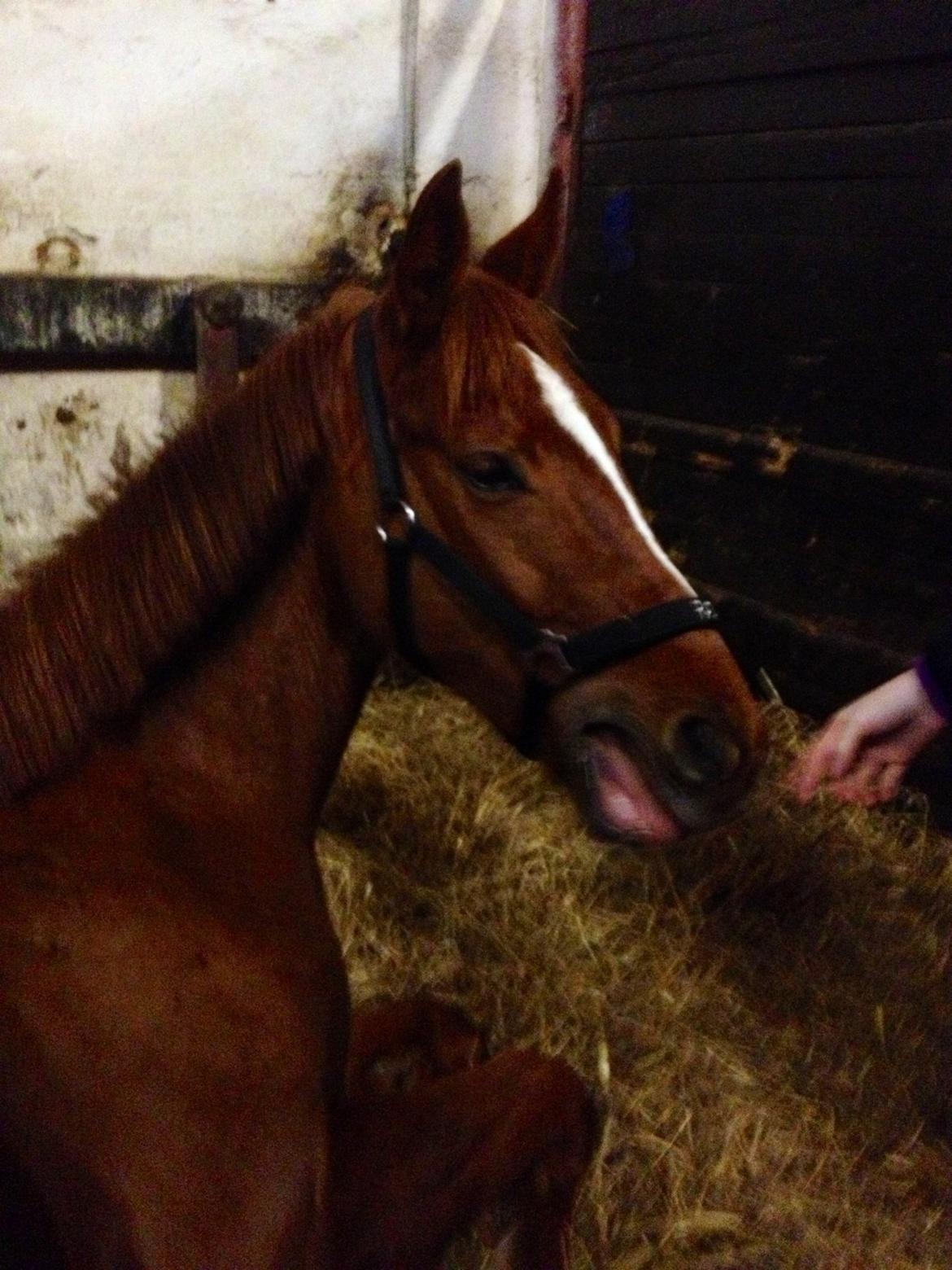 Anden særlig race Ratata <3 - hej hej! :D billede 20