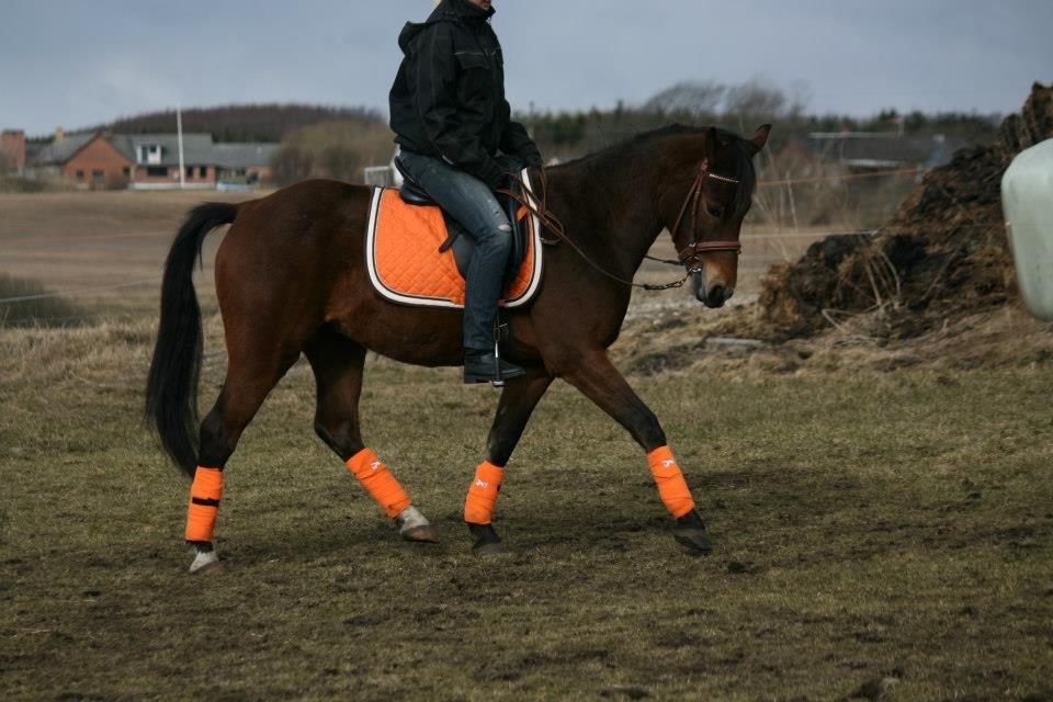 Pinto Dark Daimond<3 - CTZphoto
 billede 11