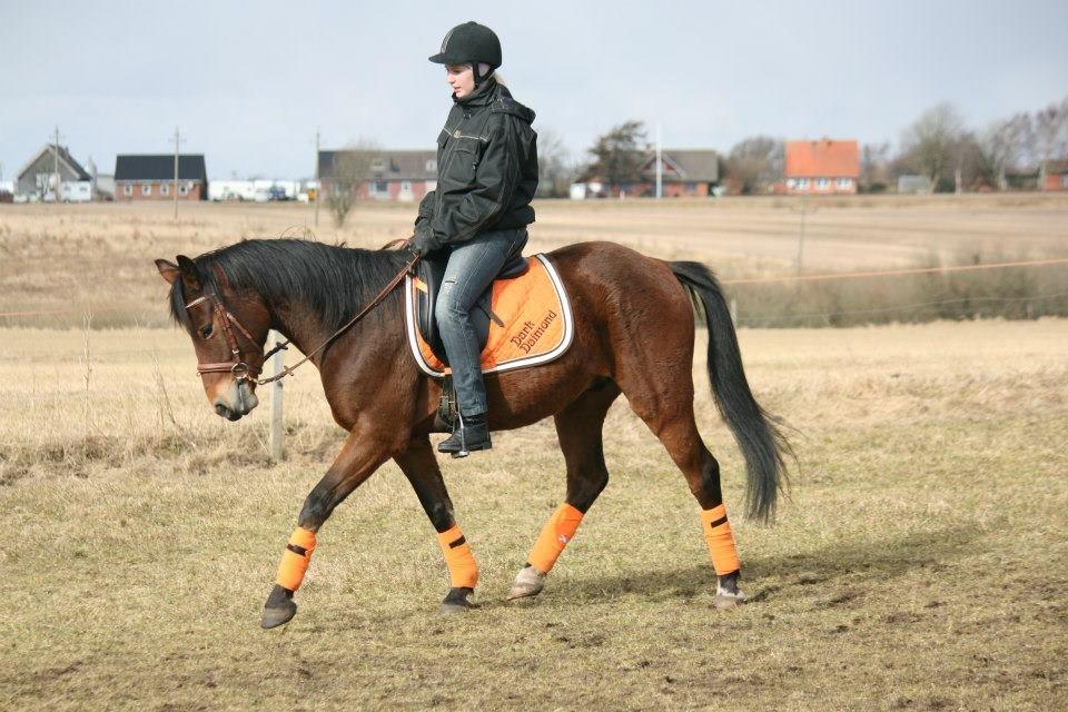 Pinto Dark Daimond<3 - CTZphoto billede 20