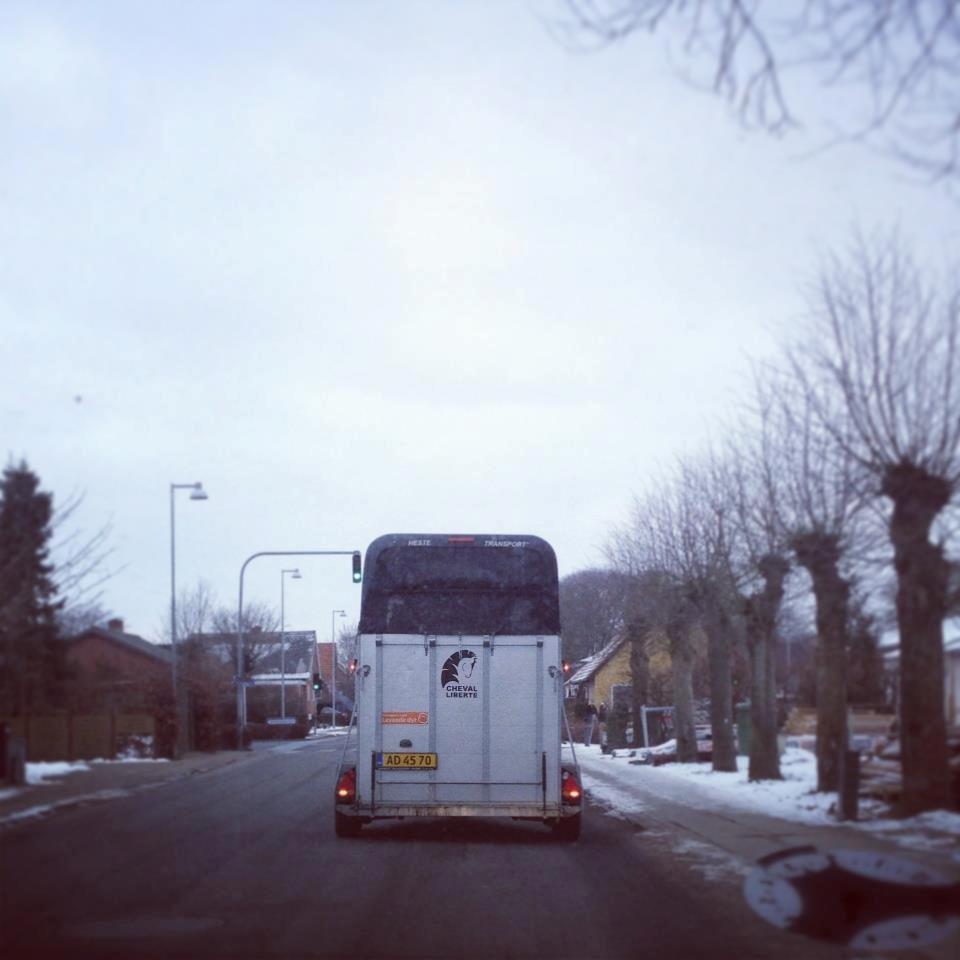 Islænder Bjarmi fra Tothat - Bjarmi i traileren på vej til, Munkebjerg ridecenter! billede 5