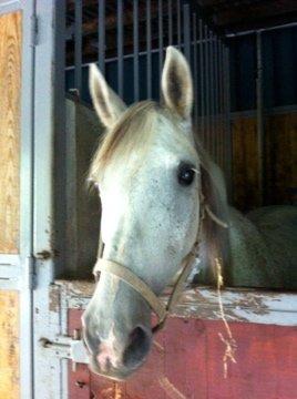 Anden særlig race Pleasure(Plea) <3 <3 - Tak fordi i kiggede. :-)

Pleasure den dag jeg fik hende.(Min fødselsdag). 
D. 24-07. :-) <3
Foto: Mor.:D
 billede 7