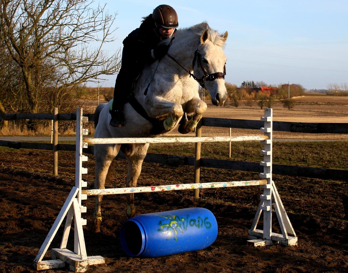 DSP | Sv's Mercedes Morgenstern<3 - Pony springer Mb højde i bane! :-D  billede 16